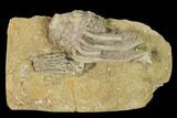 Two Fossil Crinoids (Platycrinites & Macrocrinus) - Indiana #148992-1